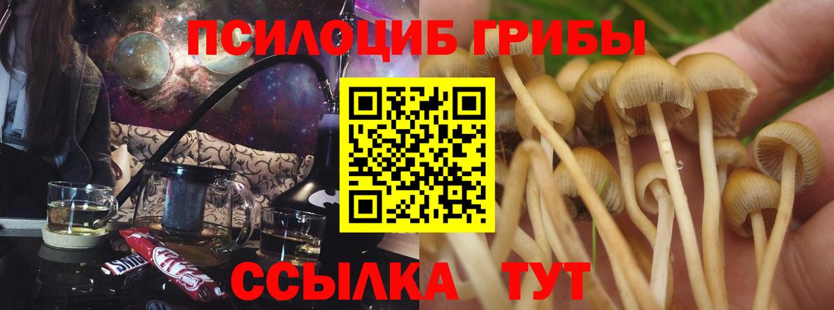 Галлюциногенные грибы GOLDEN TEACHER  купить наркотики сайты  Тосно  Вход с VPN  Галлюциногенные грибы Cubensis 